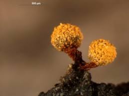 Attēlu rezultāti vaicājumam “Physarum auriscalpium”