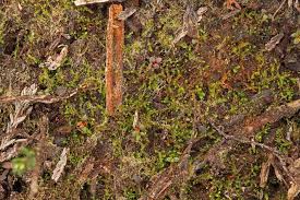 Attēlu rezultāti vaicājumam “Cladopodiella francisci”