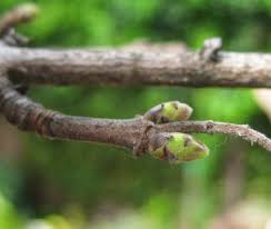 Attēlu rezultāti vaicājumam “Acer campestre fruit”