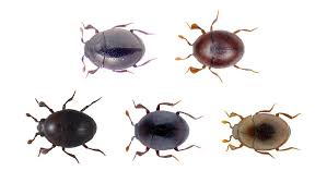 Attēlu rezultāti vaicājumam “Histeridae”