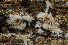 Attēlu rezultāti vaicājumam “Hydnocristella himantia”