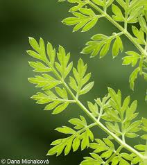 Attēlu rezultāti vaicājumam “Selinum carvifolia flower”