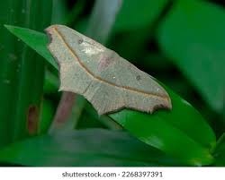 Attēlu rezultāti vaicājumam “Timandra comae”