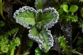 Attēlu rezultāti vaicājumam “Physarum leucopus”