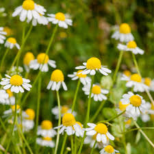 Image result for Kamille