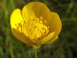 Attēlu rezultāti vaicājumam “Ranunculus polyanthemos”