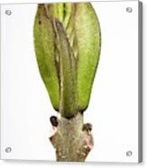 Attēlu rezultāti vaicājumam “Fraxinus excelsior bud”