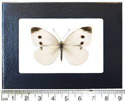 Attēlu rezultāti vaicājumam “Pieris rapae female”