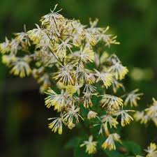 Attēlu rezultāti vaicājumam “Thalictrum minus”