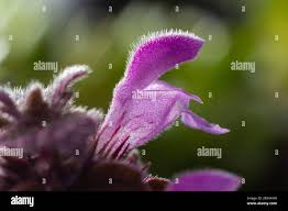 Attēlu rezultāti vaicājumam “Lamium purpureum flower”