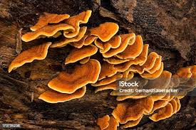 Attēlu rezultāti vaicājumam “Stereum hirsutum”