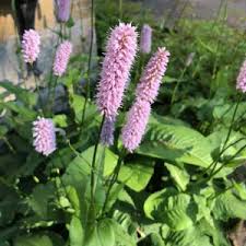 Attēlu rezultāti vaicājumam “Bistorta major flower”