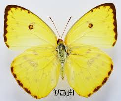 Attēlu rezultāti vaicājumam “Pieridae”