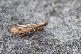 Attēlu rezultāti vaicājumam “Calybites phasianipennella”