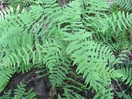 Attēlu rezultāti vaicājumam “Thelypteris palustris”