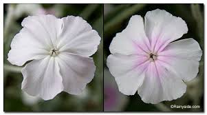 Image result for Lychnis coronaria alba