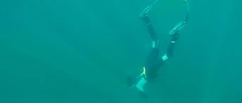 Image result for Kingston and Elmbridge Snorkellers