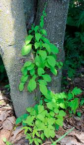 Attēlu rezultāti vaicājumam “Celastrus flagellaris”