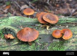 Attēlu rezultāti vaicājumam “Gymnopilus picreus”