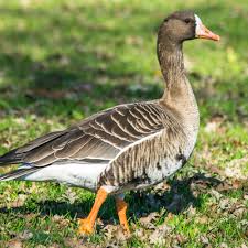 Attēlu rezultāti vaicājumam “Anser albifrons”