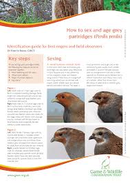 Attēlu rezultāti vaicājumam “Perdix perdix adult”