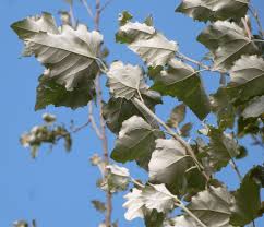 Attēlu rezultāti vaicājumam “Populus x canescens”