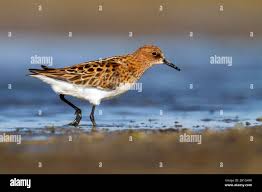 Attēlu rezultāti vaicājumam “Calidris minuta”