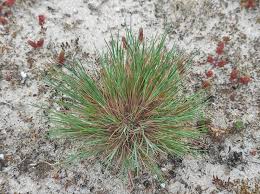 Attēlu rezultāti vaicājumam “Corynephorus canescens”