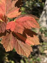 Attēlu rezultāti vaicājumam “Acer pseudoplatanus fo. purpurascens”