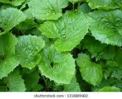 Attēlu rezultāti vaicājumam “Petasites hybridus leaf”