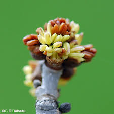 Attēlu rezultāti vaicājumam “Fraxinus pennsylvanica male flower”