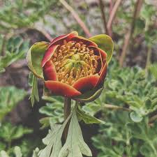 Attēlu rezultāti vaicājumam “Paeoniaceae”