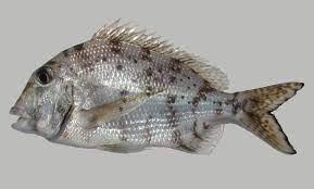 Image result for Calamus nodosus