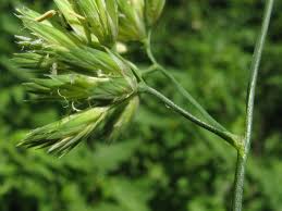 Attēlu rezultāti vaicājumam “Dactylis glomerata subsp. glomerata”