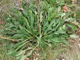 Attēlu rezultāti vaicājumam “Centaurea jacea leaf”