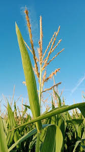 Attēlu rezultāti vaicājumam “Zea mays”