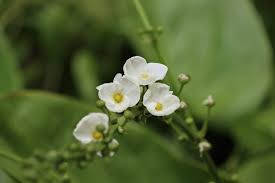 Attēlu rezultāti vaicājumam “Alismataceae”