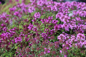 Attēlu rezultāti vaicājumam “Symphytocarpus trechisporus sessile”