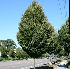 Attēlu rezultāti vaicājumam “Priobium carpini”