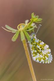 Attēlu rezultāti vaicājumam “Anthocharis cardamines underside”
