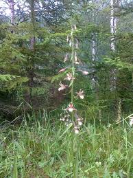 Attēlu rezultāti vaicājumam “Epipactis palustris bud”