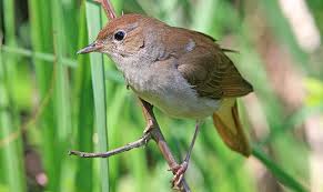 Image result for Luscinia luscinia