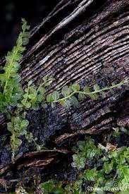 Attēlu rezultāti vaicājumam “Plagiomnium”