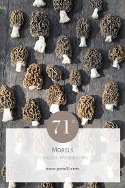 Attēlu rezultāti vaicājumam “Morchella esculenta”