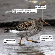 Attēlu rezultāti vaicājumam “Calidris maritima adult”