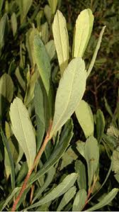 Attēlu rezultāti vaicājumam “Myrica gale leaf”