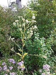 Attēlu rezultāti vaicājumam “Libanotis montana leaf”