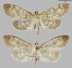 Attēlu rezultāti vaicājumam “Anania lancealis”