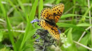 Attēlu rezultāti vaicājumam “Clossiana euphrosyne”