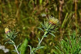 Attēlu rezultāti vaicājumam “Carlina biebersteinii”